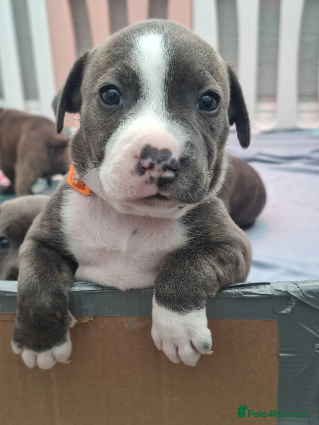 Staffordshire Bull Terrier dogs for sale: Beautiful Blue /Red Staffie  - Advert 2