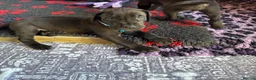 Great Dane dogs for sale: Ready now! Beautiful KC Great Dane puppies  - Advert 28