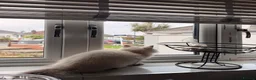 British Longhair cats for sale: Ragdoll x Scottish Longhair blue eye kitten - Advert 5