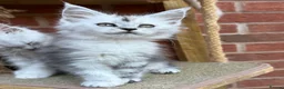 Maine Coon cats for sale: Maine coon kittens - Advert 13