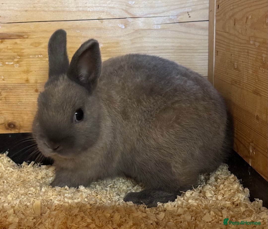 Netherland Dwarf rabbits for sale: Netherland Dwarf Baby Doe - Image 5