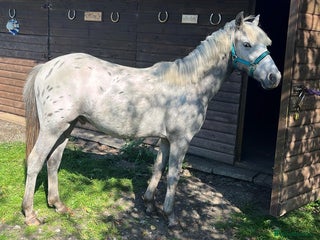 Riding pony horses Appaloosa Cross Yearling will be Rising 2 May 2026 - Advert 2