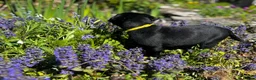 Labrador Retriever dogs for sale: Black working labradors new forest  - Advert 2