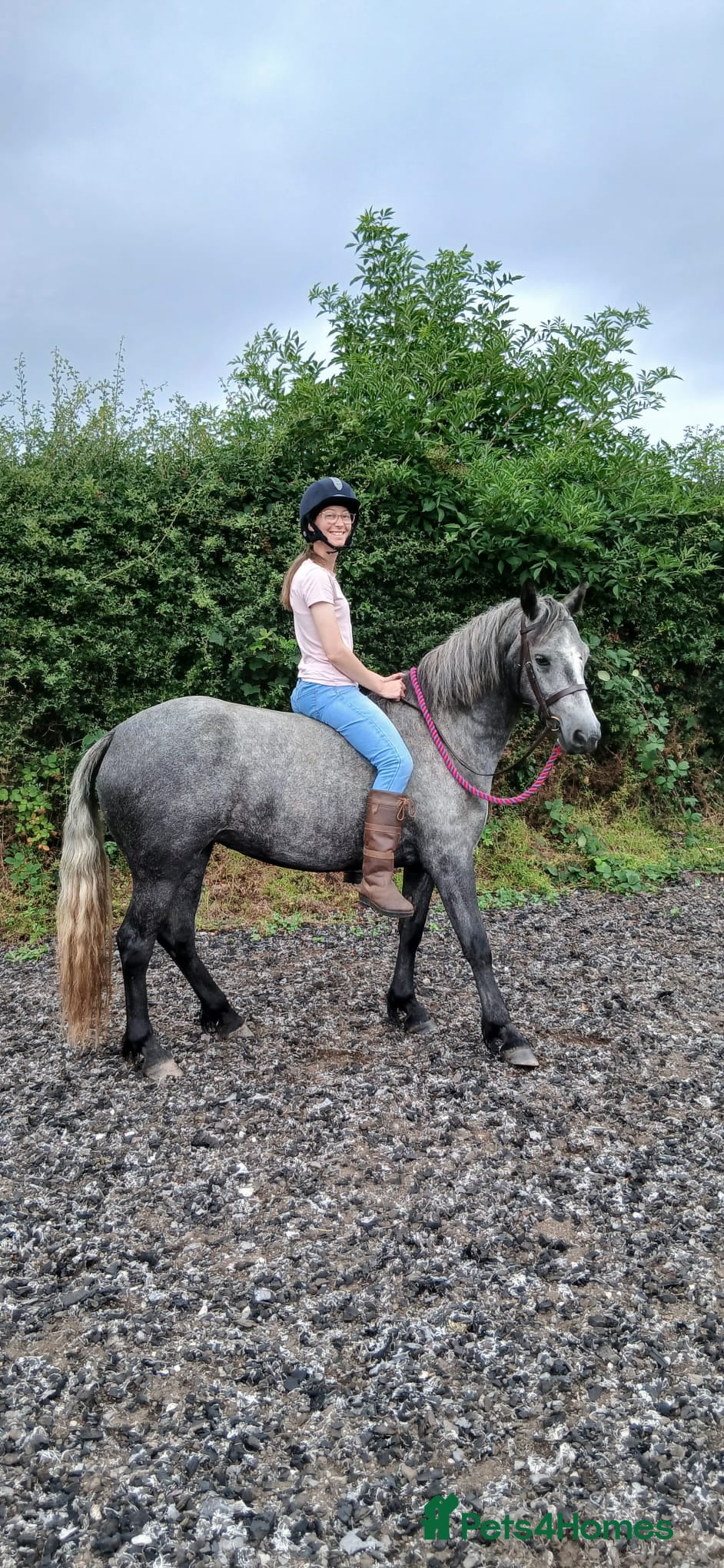Connemara horses 3YO Class 1 Connemara Mare Looking For 5* Home - Advert 5