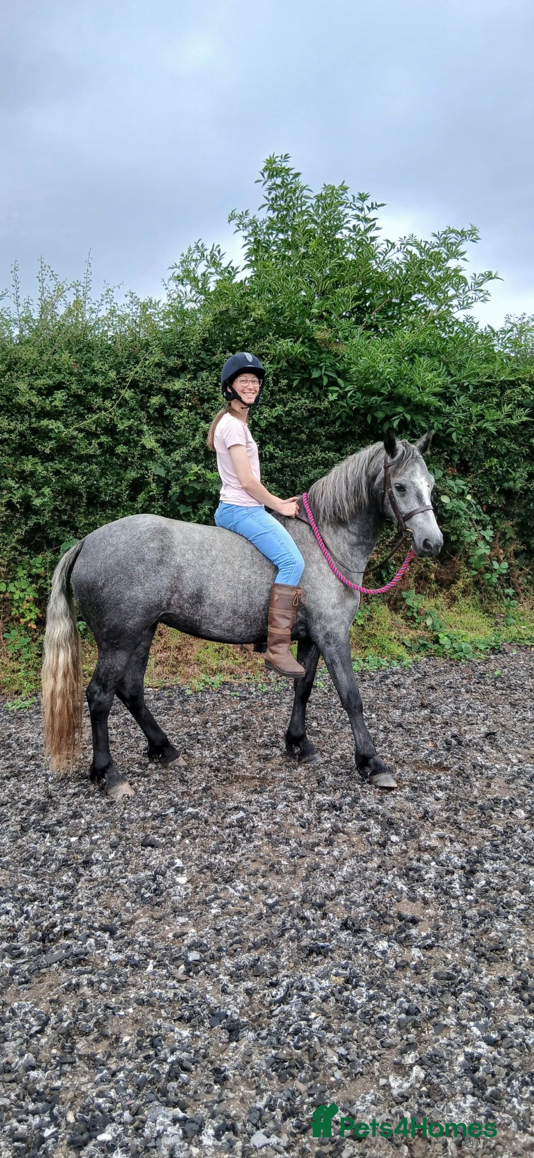 Connemara horses for sale: 3YO Class 1 Connemara Mare Looking For 5* Home - Advert 1