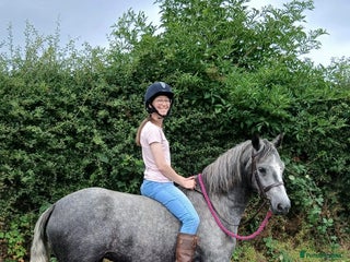 Connemara horses 3YO Class 1 Connemara Mare Looking For 5* Home - Advert 5