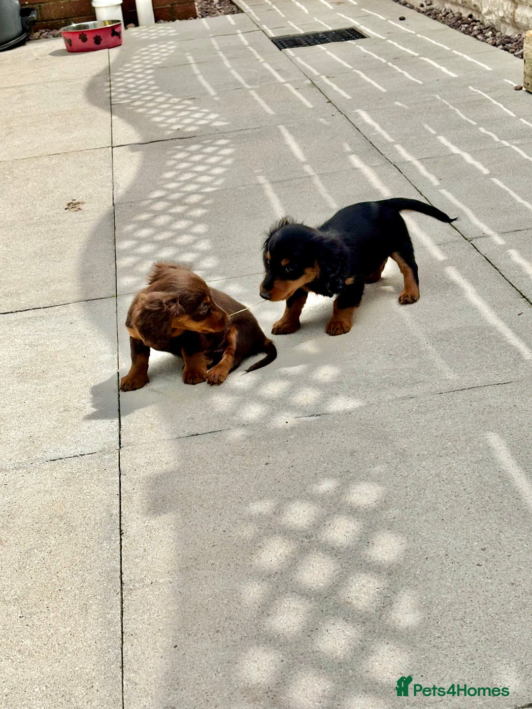 Dachshund dogs for sale: LONGHAIRED MINIATURE DACHSHUND READY NOW - Image 7