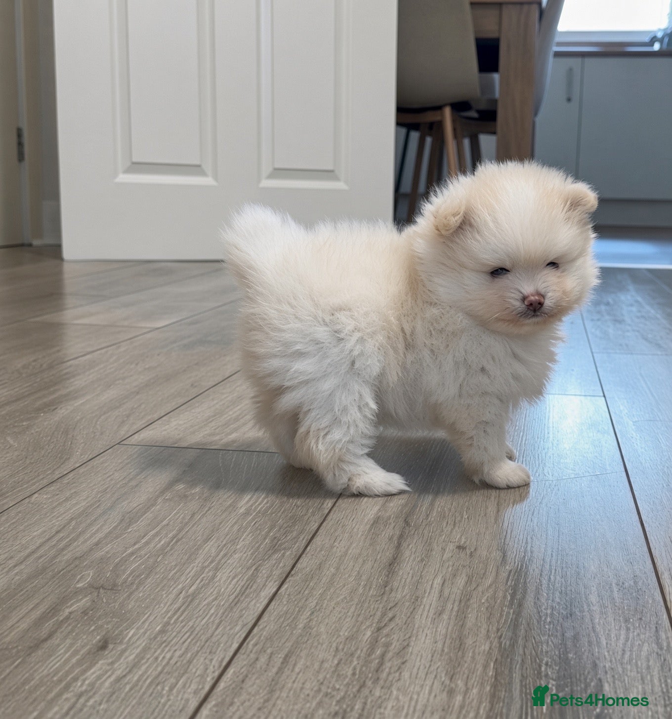 Pomeranian dogs Beautiful KC registered Pomeranian puppies - Advert 6