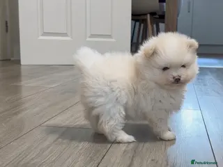 Pomeranian dogs Beautiful KC registered Pomeranian puppies - Advert 4