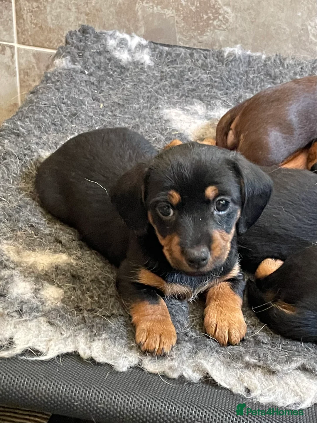 Norfolk Terrier dogs for stud: 3/4 Norfolk x 1/4 Jack Russell proven stud in Burton-on-Trent - Advert 17