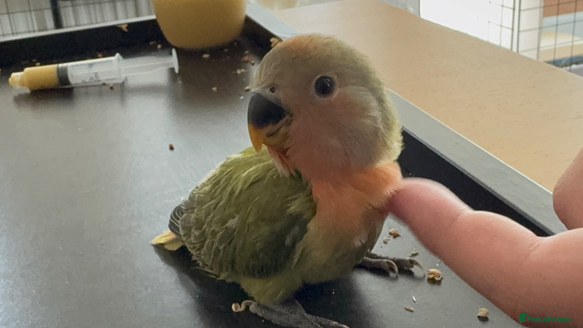 Lovebirds birds Beautiful, Hand-Raised Baby Lovebirds Ready Soon🦜 - Advert 2