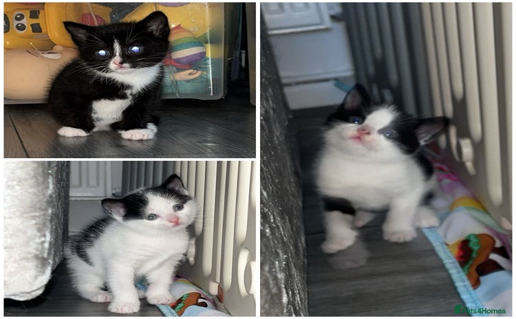 Domestic Shorthair cats - Advert 18