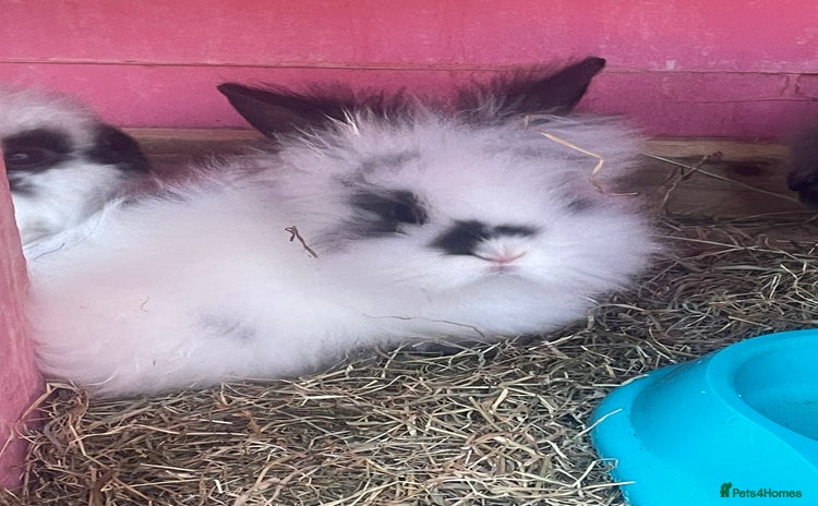Lionhead rabbits - Advert 1