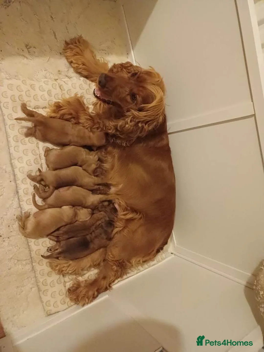 Cocker Spaniel dogs for sale: Cockerspaniel Puppies For Sale Raised With Care - Advert 1