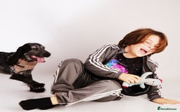 Cocker Spaniel dogs for stud: Stud cocker spaniel - Image 13