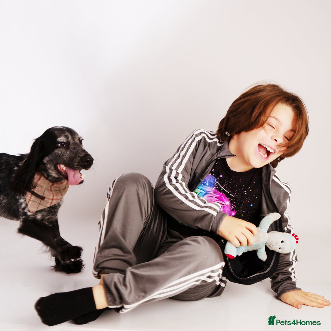 Cocker Spaniel dogs for stud: Stud cocker spaniel - Image 13