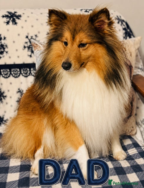 Shetland Sheepdog dogs KC SHETLAND SHEEPDOG PUPS  - Advert 1