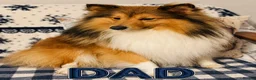Shetland Sheepdog dogs for sale: KC SHETLAND SHEEPDOG PUPS  - Advert 2