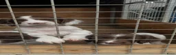 English Springer Spaniel dogs for sale: Springer Spaniel  in Amersham - Advert 3
