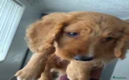 Cockapoo dogs for sale: 2 Beautiful Boy Cockapoo Puppies Left!! - Image 19