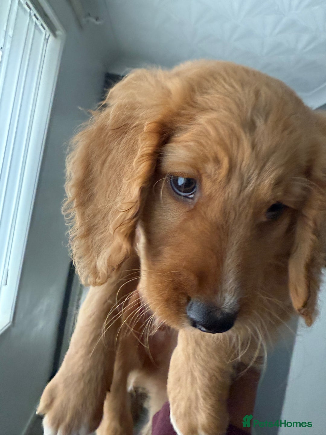 Cockapoo dogs for sale: 2 Beautiful Boy Cockapoo Puppies Left!! - Image 19