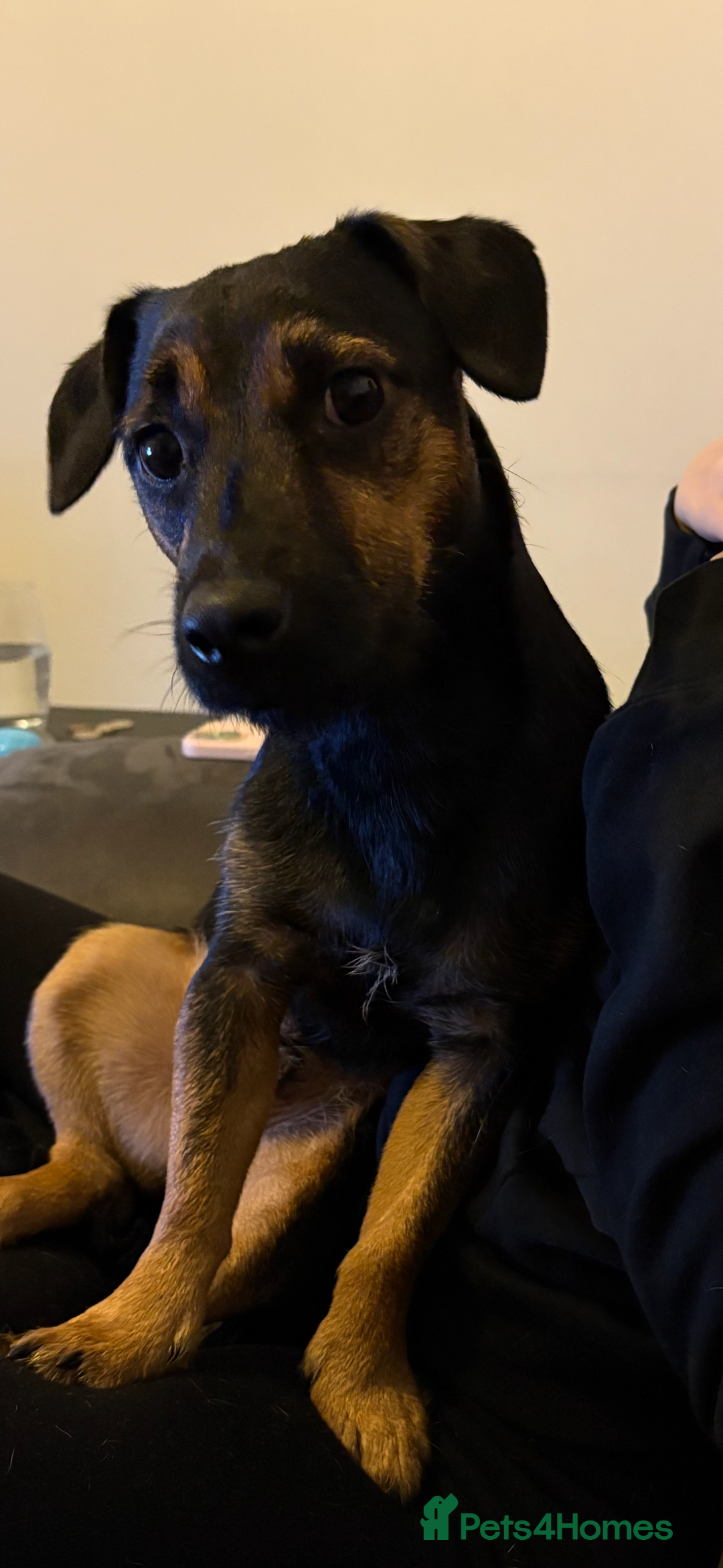 Mixed Breed dogs for sale: Male Patterdale x - Advert 2