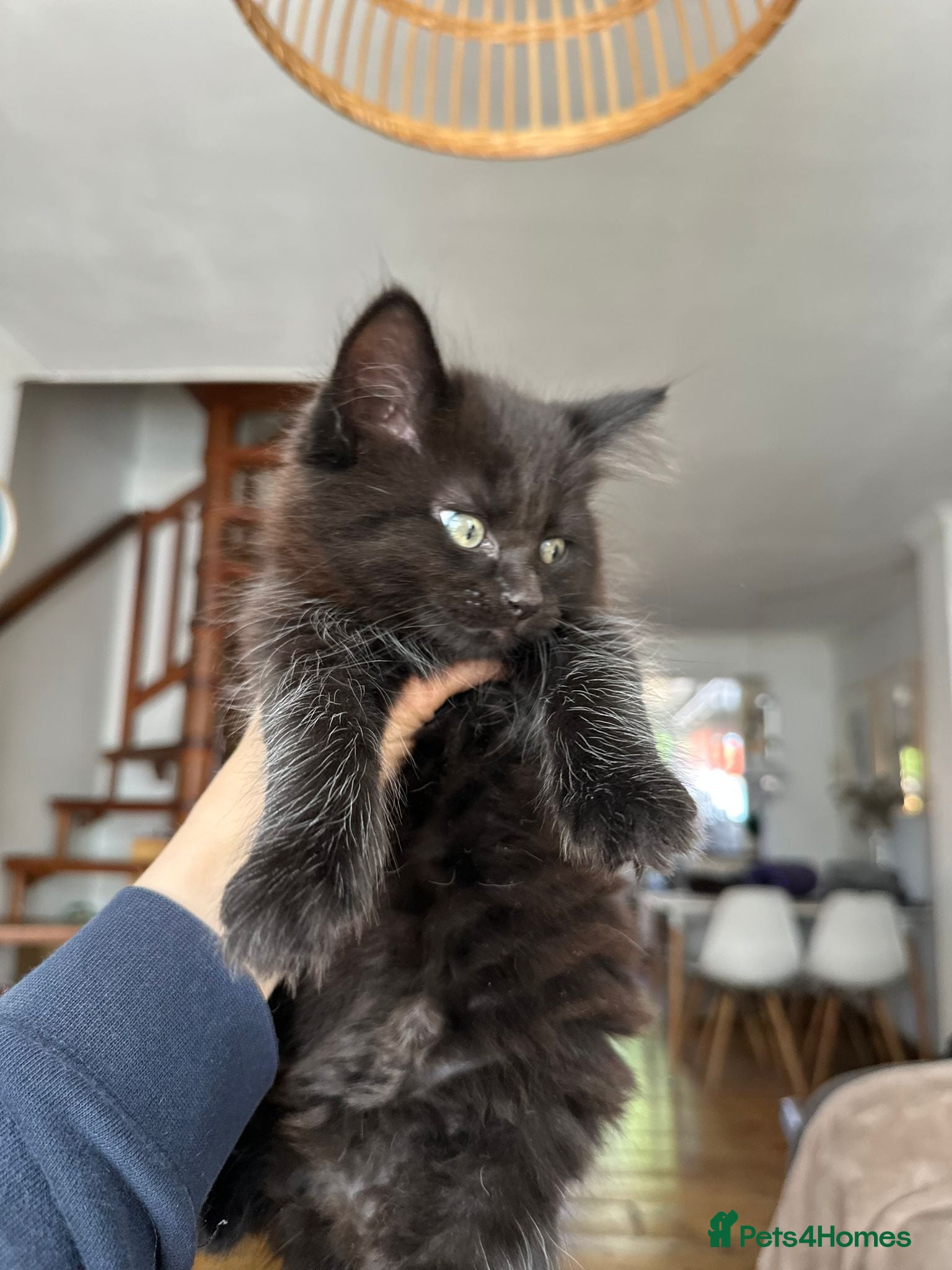 Mixed Breed cats ADORABLE KITTENS - Advert 1