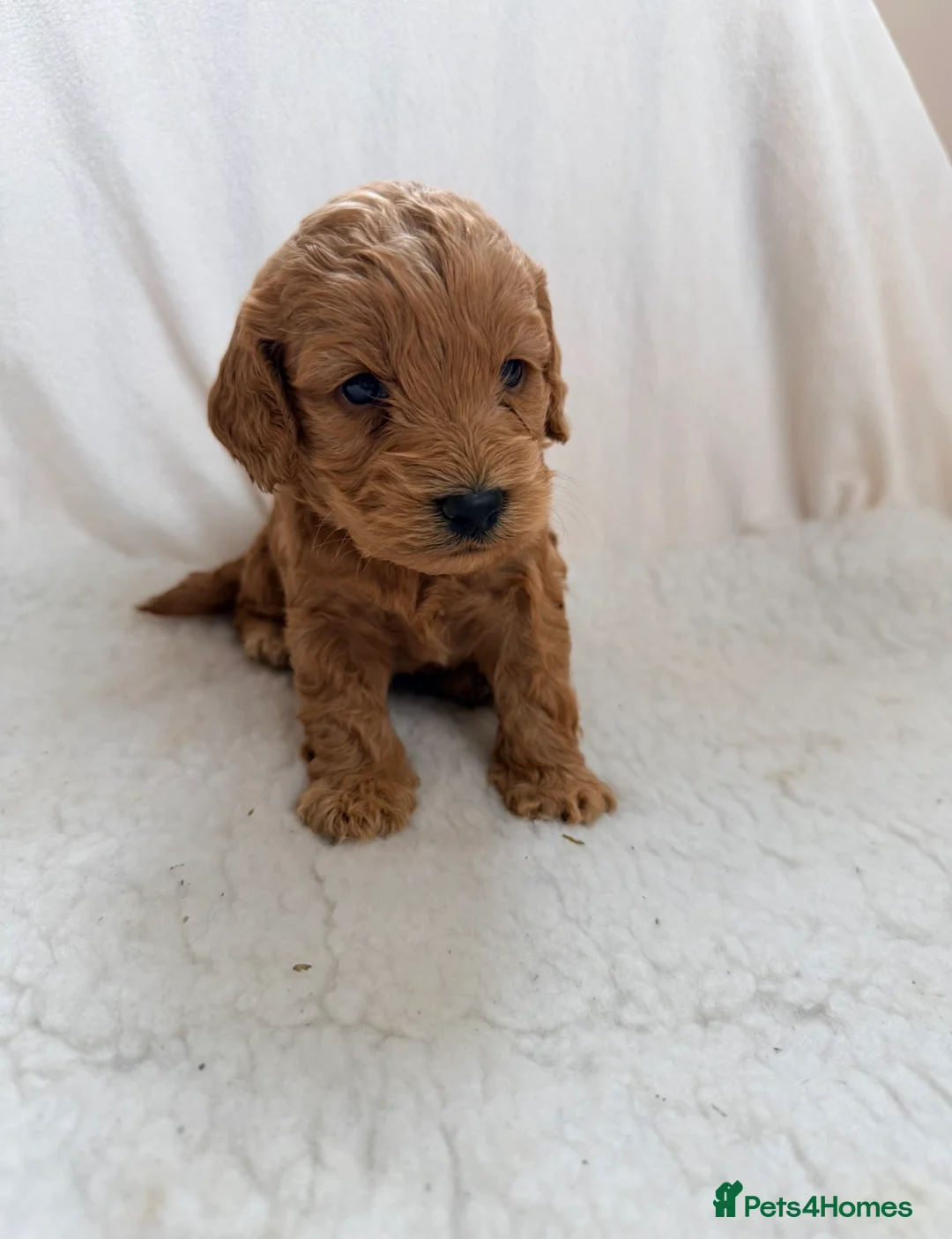 Cockapoo dogs for sale: F1 apricot cockapoo puppies  - Advert 19