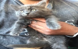 Mixed Breed cats for sale: Stunning silver Maine coon x kittens ready now  - Image 6