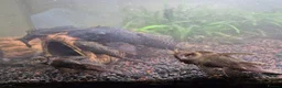 Plecos fish for sale: Bristlenose Plecos in Farnborough - Advert 4