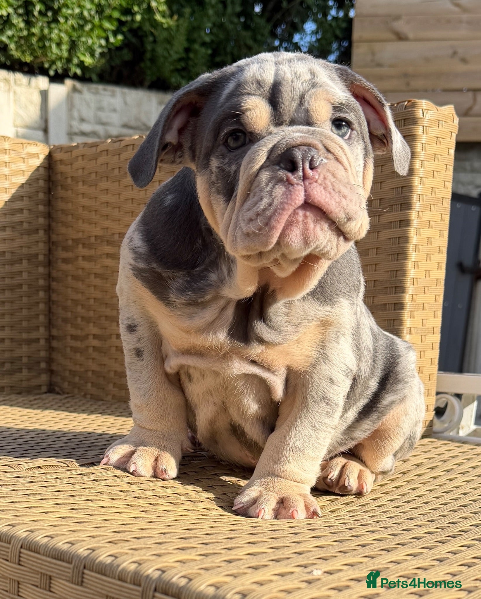 English Bulldog dogs KC registered Quality pups READY NOW  - Advert 1