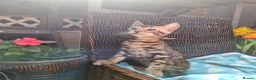 Bengal cats for sale: Stunning Bengal Kittens  - Advert 13
