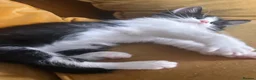 Mixed Breed cats for sale: Ragdoll x Turkish van kittens  - Advert 16