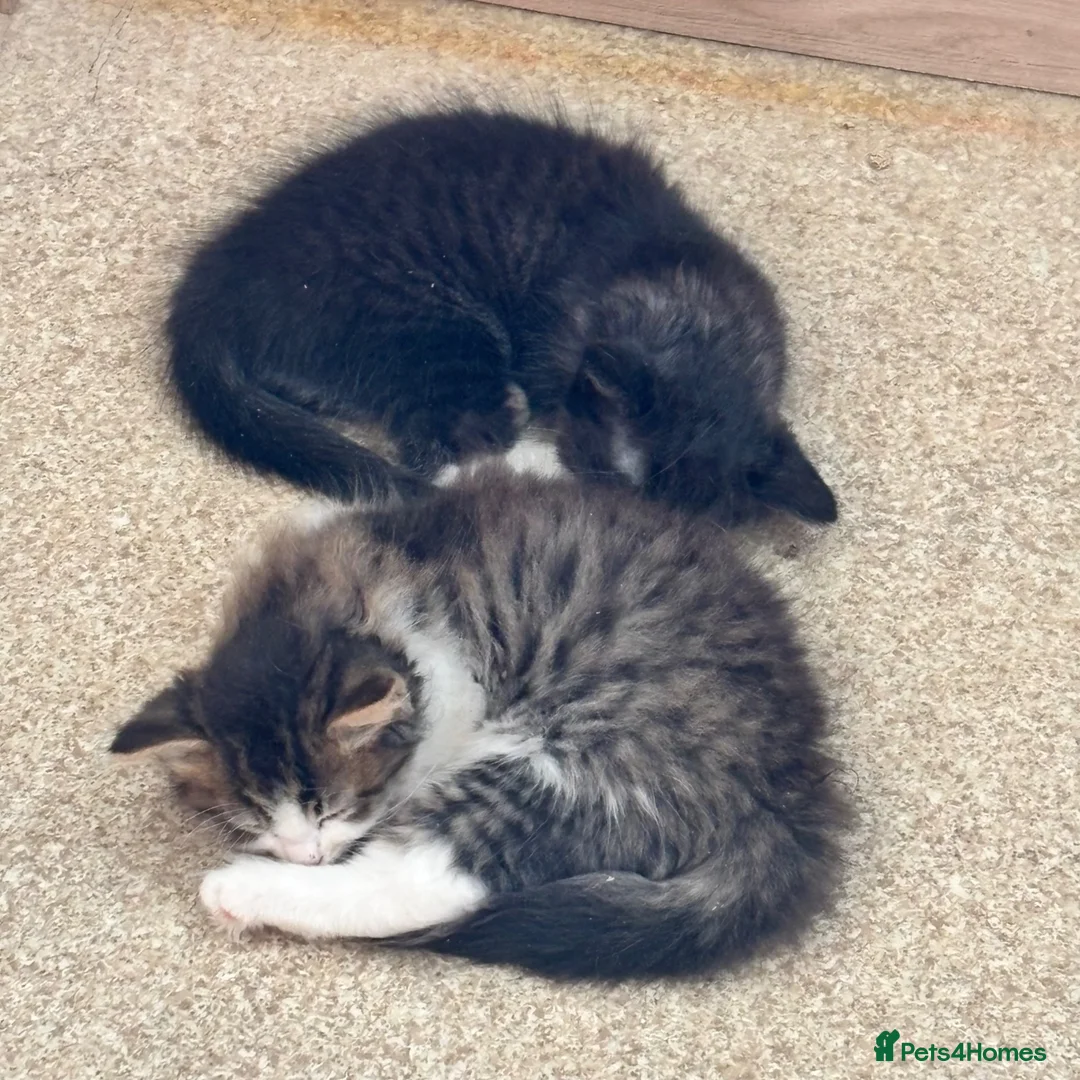 Mixed Breed cats for sale: Long hair white & tabby dog friendly  - Advert 2