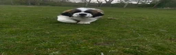 Saint Bernard dogs for sale: Saint Bernard Pups (KC Reg) in Larkhall - Advert 9