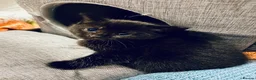 Mixed Breed cats for sale: Ready for Their Forever Homes 🐾 - Advert 7