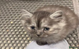 Siberian cats for sale: Siberian Kittens - Image 4