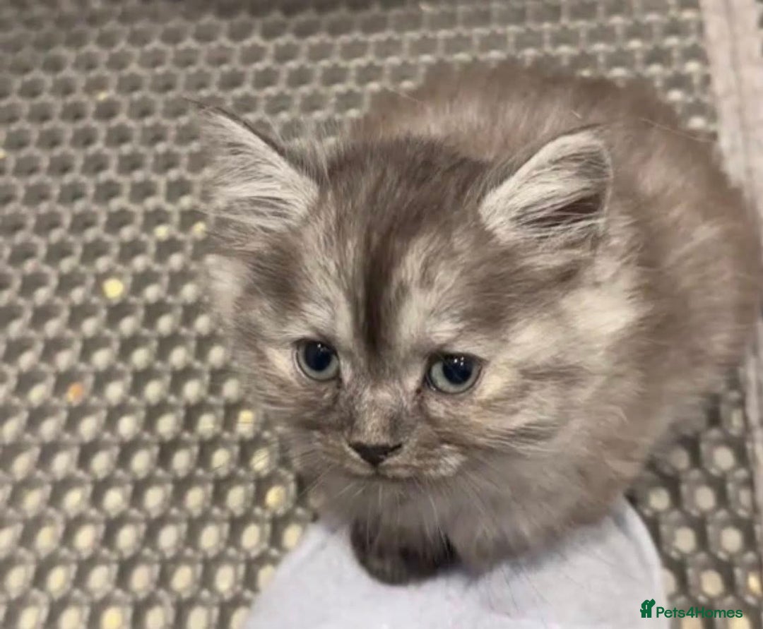 Siberian cats for sale: Siberian Kittens - Image 4