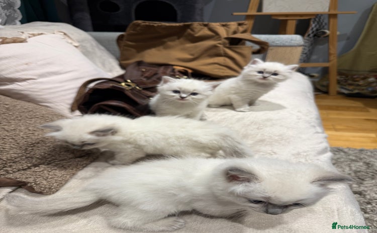 Ragdoll cats - Advert 1