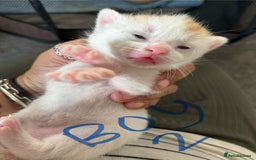 Mixed Breed cats for sale: Three beautiful kittens 2 boys 1 girl  - Image 4