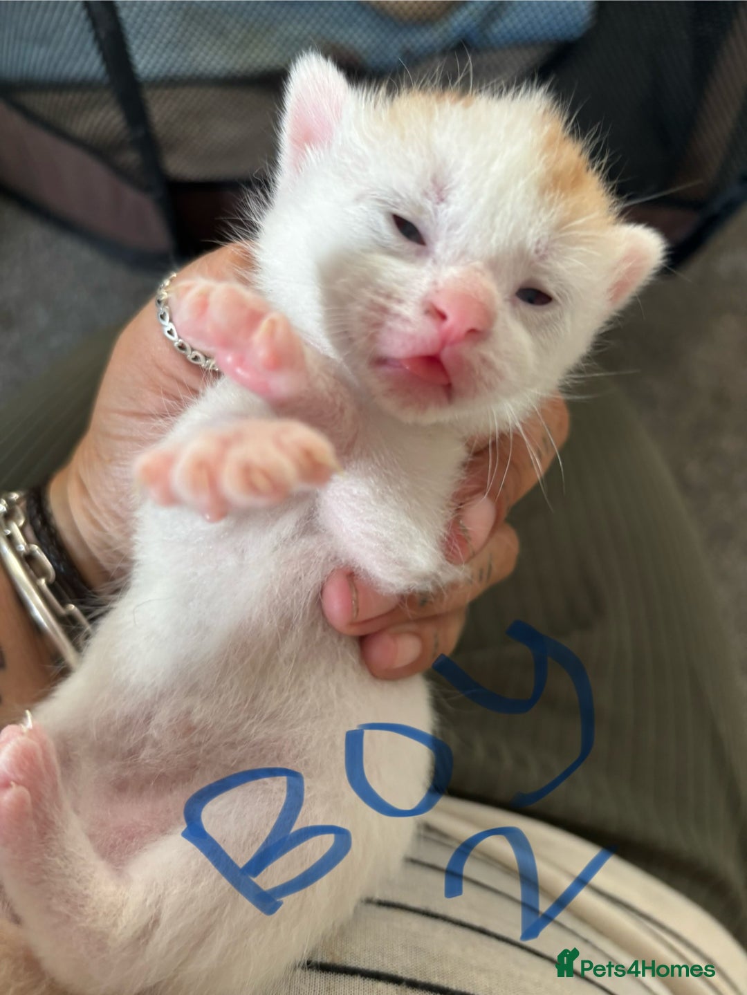 Mixed Breed cats for sale: Three beautiful kittens 2 boys 1 girl  - Image 4