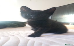 Mixed Breed cats for sale: 3 kittens ready now - Image 2