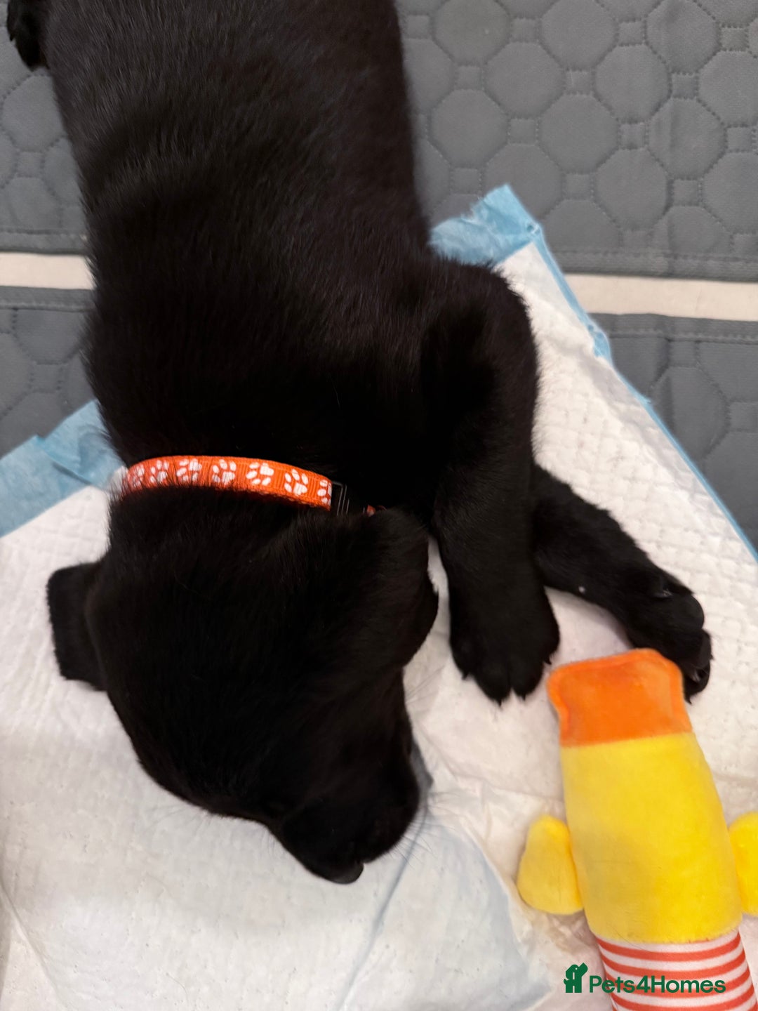Labrador Retriever dogs for sale: Black/fox Labrador kc with 5 wks free insurance  - Image 27