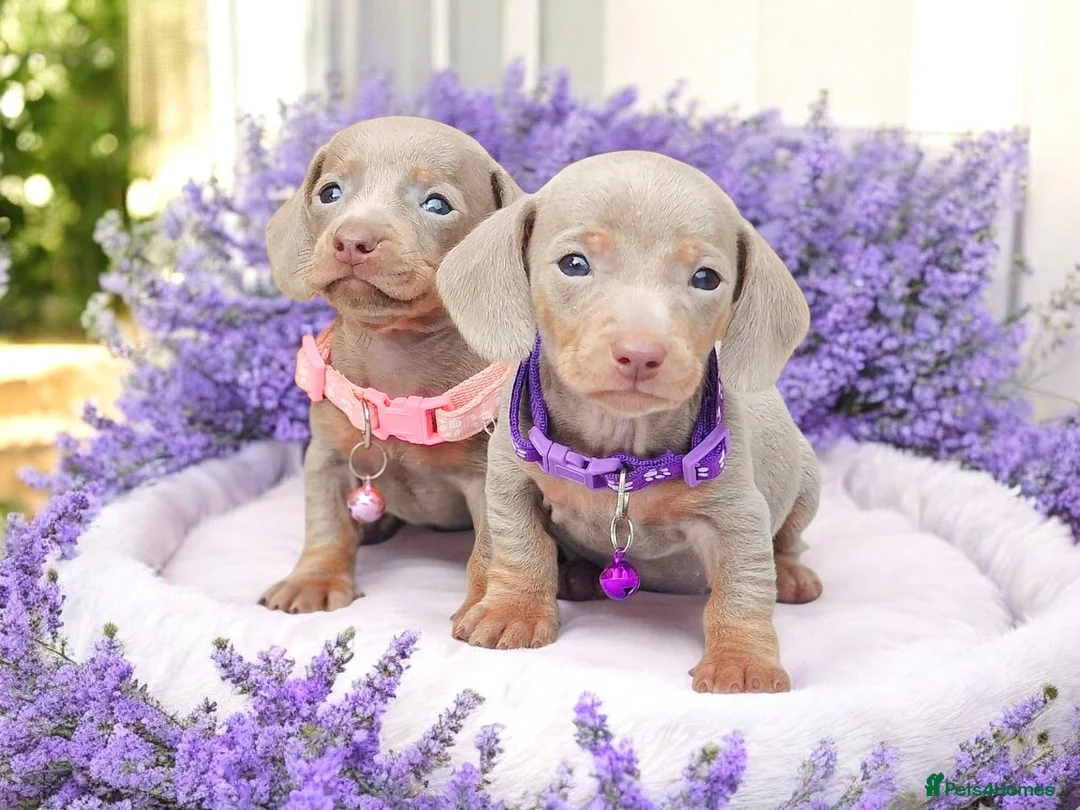 Miniature Dachshund dogs for sale: ISABELLA DAPPLE & BLUE DAPPLE VERY SMALL MINI'S 🔥 - Advert 5
