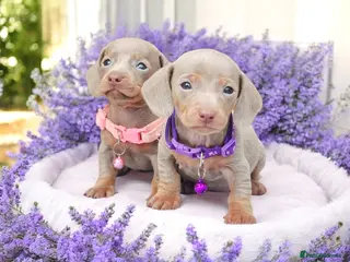 Miniature Dachshund dogs ISABELLA DAPPLE & BLUE DAPPLE VERY SMALL MINI'S 🔥 - Advert 1