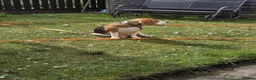 Beagle dogs for sale: Male Beagle for sale - Advert 1