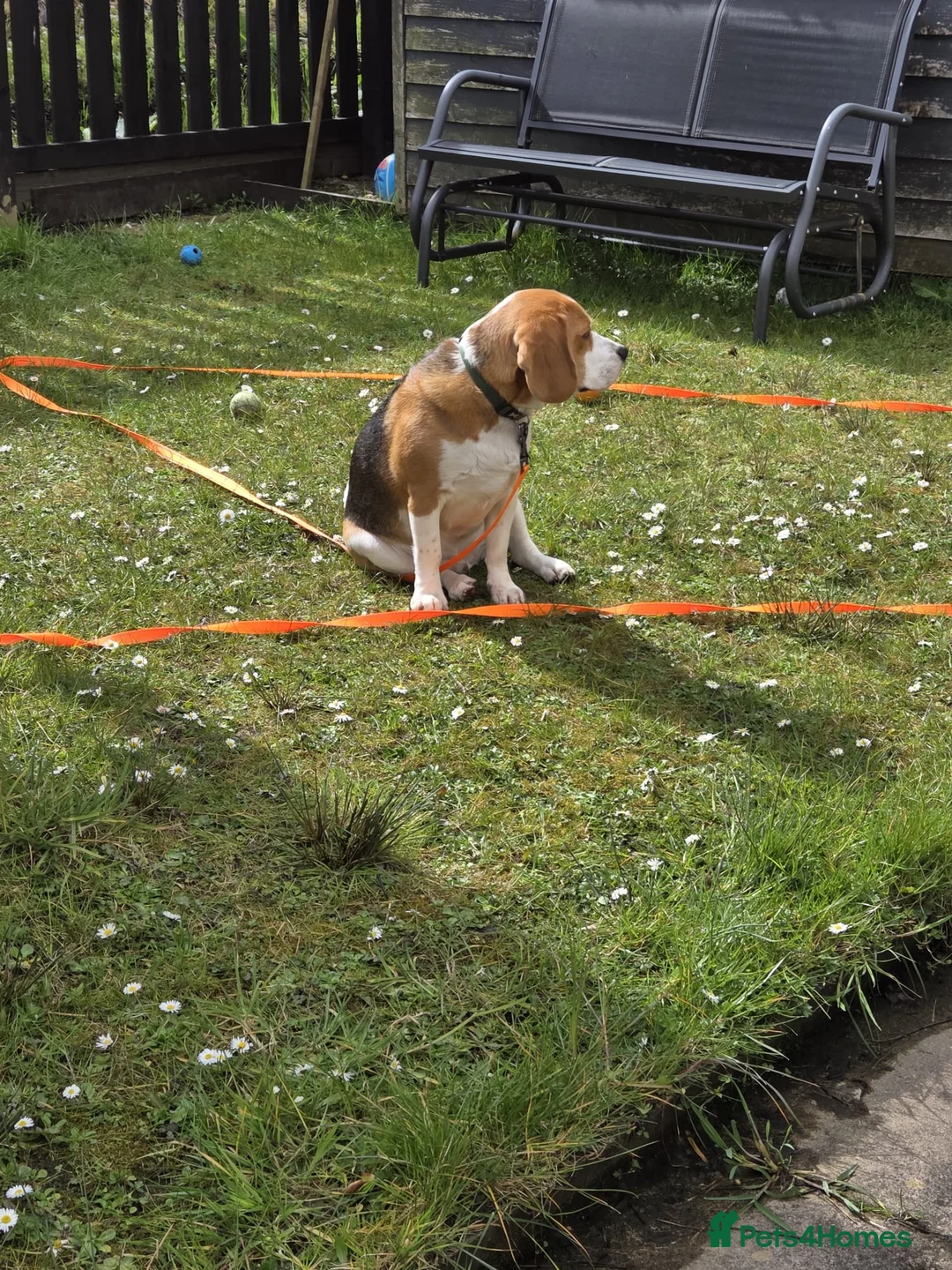 Beagle dogs for sale: Male Beagle for sale - Advert 1