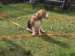 Beagle dogs Male Beagle for sale - Advert 2