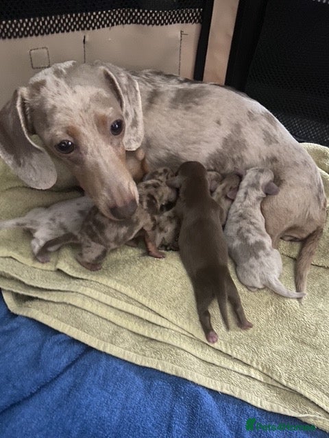 Miniature Dachshund dogs Miniature Dachsund puppies  - Advert 3