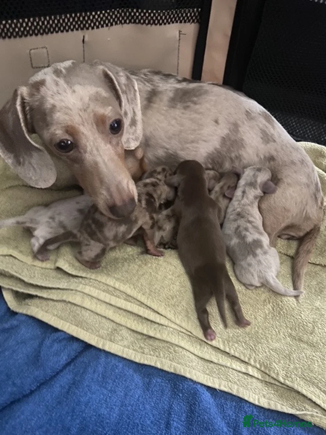 Miniature Dachshund dogs for sale: Miniature Dachsund puppies  - Advert 1